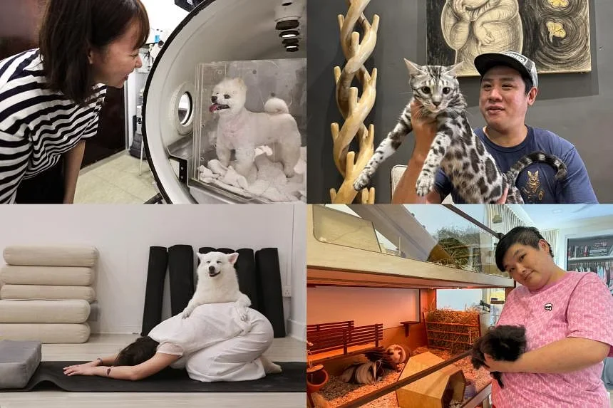 Straits Times Featured Ryokan Genetique - Genetique Bengals Singapore