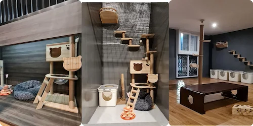 Cat Boarding