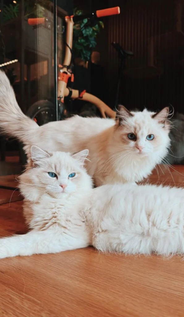 Genetique Cat Hotel CNY Singapore